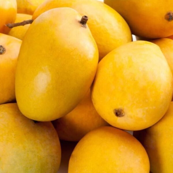 Anwar Ratul - Mangoes