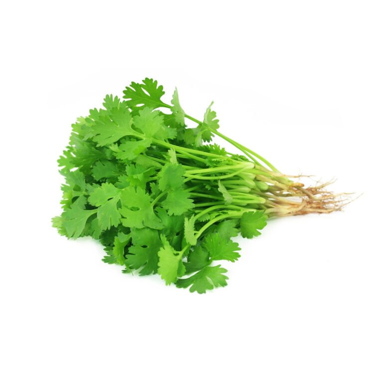 Cilantro