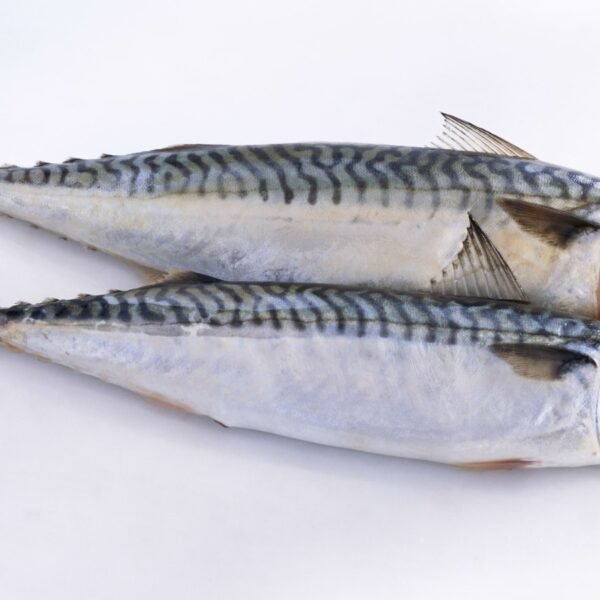 Sardines / Mackrel