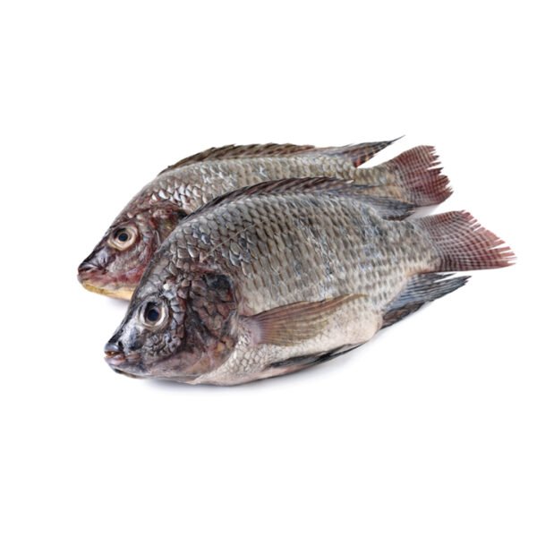 Tilapia Whole