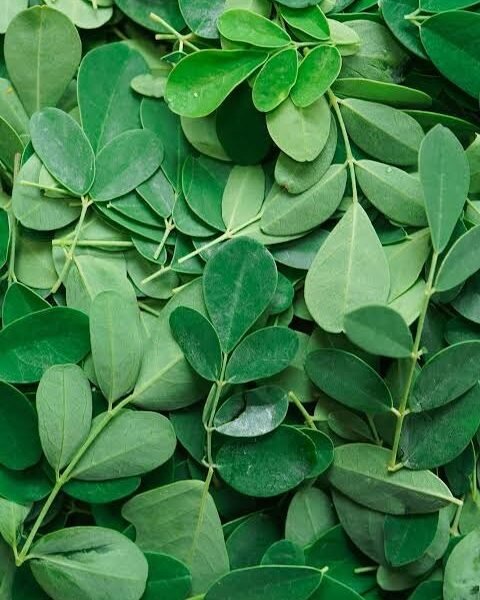 Drumstick Leaves