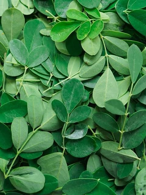 WhatsApp Image 2026-07-29 at 9.43.18 PM Drumstick Leaves - Image 1